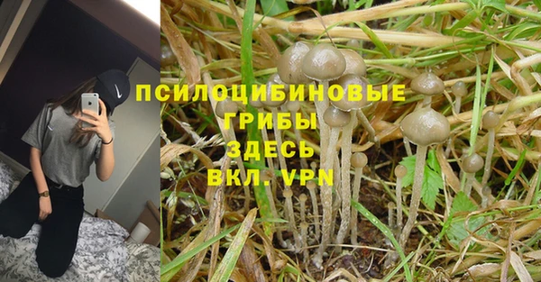 PSILOCYBIN Покачи